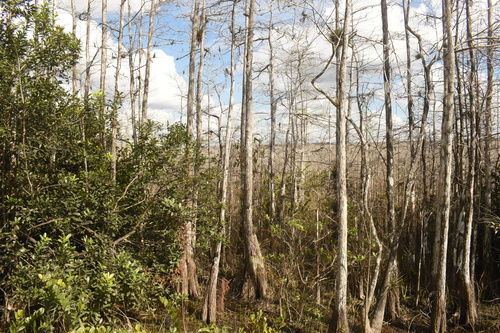 Nepenthes (tropical pitcher-plants) (alternate view 8)