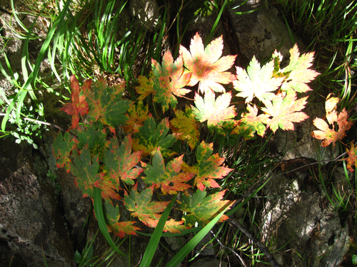 Acer pseudosieboldianum (Korean Maple) (alternate view 2)