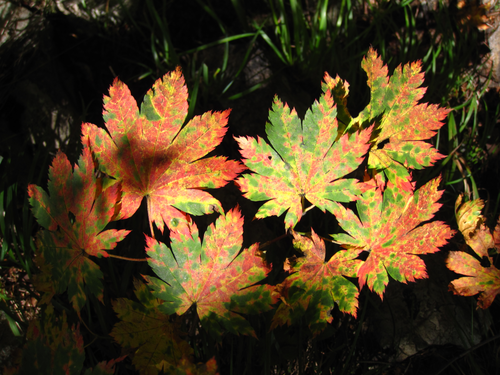 Acer pseudosieboldianum (Korean Maple)