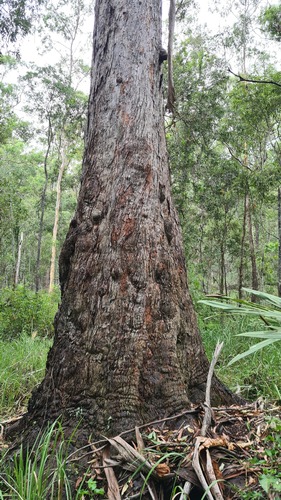 Eucalyptus pilularis (Blackbutt) (alternate view 6)