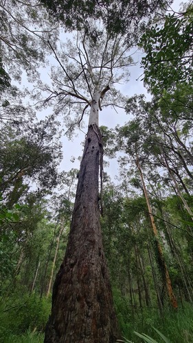 Eucalyptus pilularis (Blackbutt) (alternate view 7)