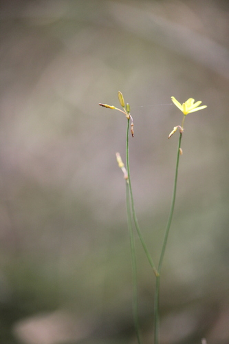 Tricoryne elatior (yellow rush-lily) (alternate view 9)