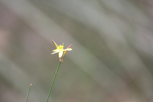 Tricoryne elatior (yellow rush-lily) (alternate view 8)