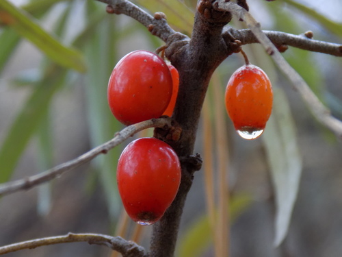 Hippophae rhamnoides (Sea-buckthorn)