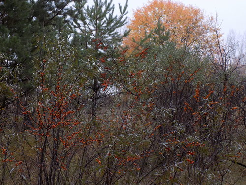 Hippophae rhamnoides (Sea-buckthorn)