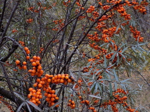 Hippophae rhamnoides (Sea-buckthorn)