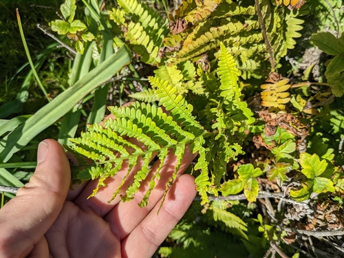 Dryopteris arguta (coastal woodfern) (alternate view 5)