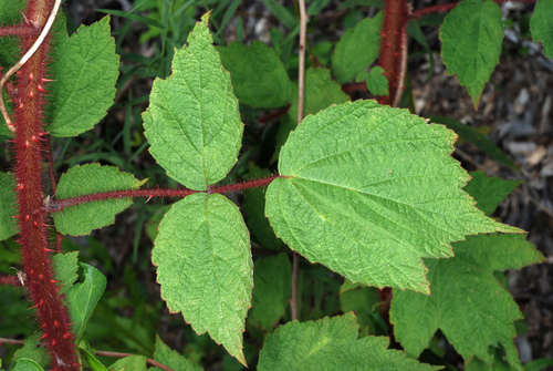 Rubus phoenicolasius (wineberry)