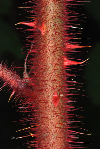 Rubus phoenicolasius (wineberry)