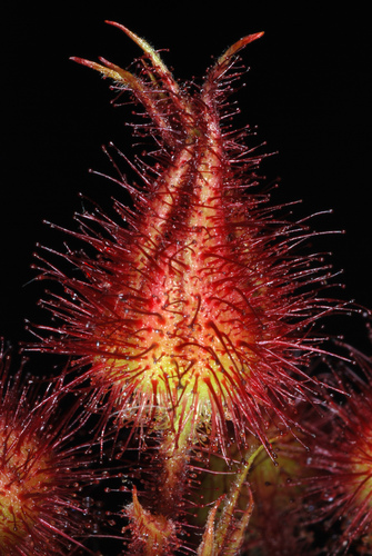 Rubus phoenicolasius (wineberry)