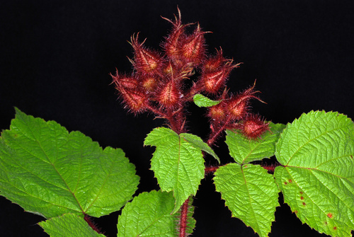 Rubus phoenicolasius (wineberry)