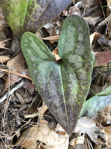 Asarum arifolium (Little Brown Jugs) (alternate view 5)