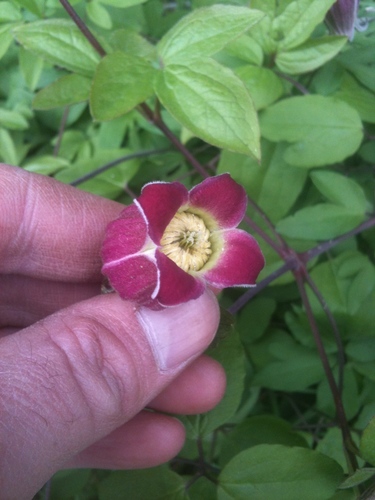 Clematis (Clematis and leatherflowers) (alternate view 4)