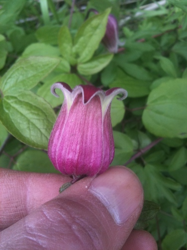 Clematis (Clematis and leatherflowers) (alternate view 5)