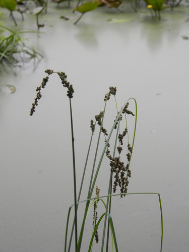 Carex decomposita (Cypress-Knee Sedge)