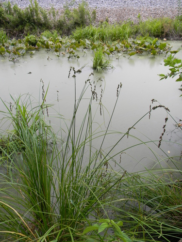 Carex decomposita (Cypress-Knee Sedge)