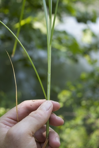 Carex decomposita (Cypress-Knee Sedge)