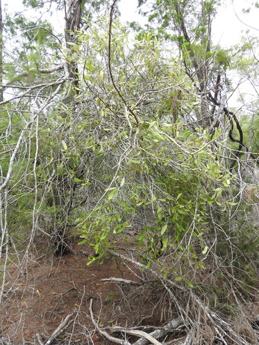 Amyema congener (variable mistletoe) (alternate view 4)