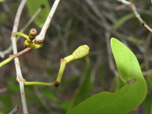 Amyema congener (variable mistletoe) (alternate view 5)