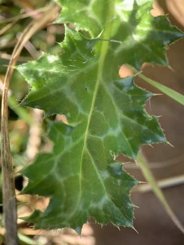 Carduus pycnocephalus (Italian thistle)