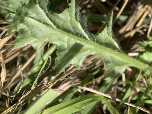 Carduus pycnocephalus (Italian thistle)