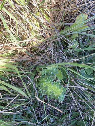 Carduus pycnocephalus (Italian thistle)
