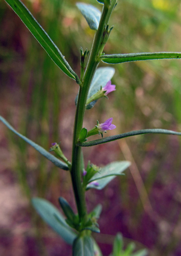 Lythrum hyssopifolia (Hyssop Loosestrife) (alternate view 10)