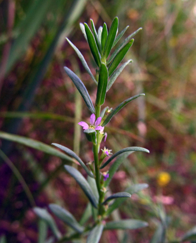 Lythrum hyssopifolia (Hyssop Loosestrife) (alternate view 9)