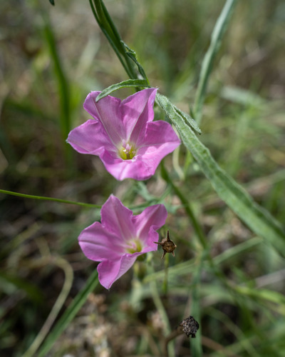 Convolvulus angustissimus (Blushing Bindweed) (alternate view 5)