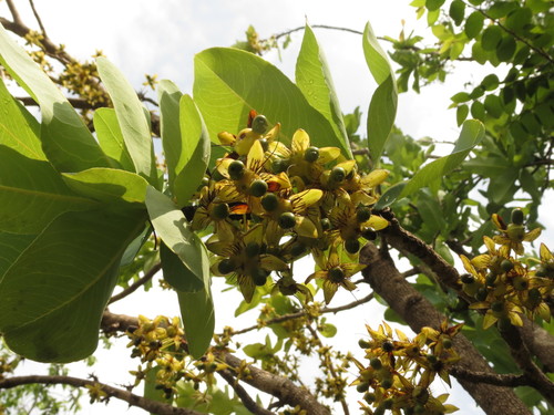 Ochna (alternate view 2)
