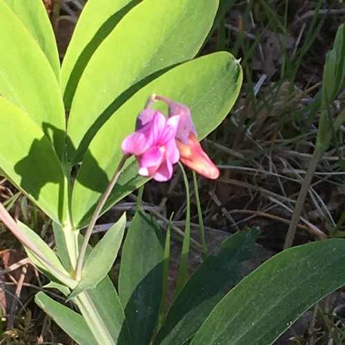 Lathyrus linifolius (Bitter Vetch)
