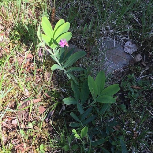 Lathyrus linifolius (Bitter Vetch)