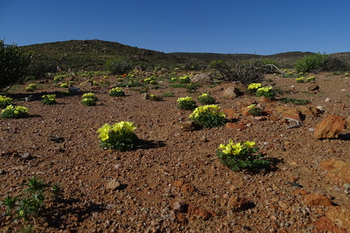 Oxalis (Woodsorrels) (alternate view 9)