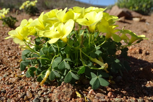 Oxalis (Woodsorrels) (alternate view 10)