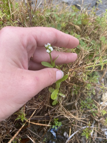 Valerianella radiata (beaked cornsalad) (alternate view 4)