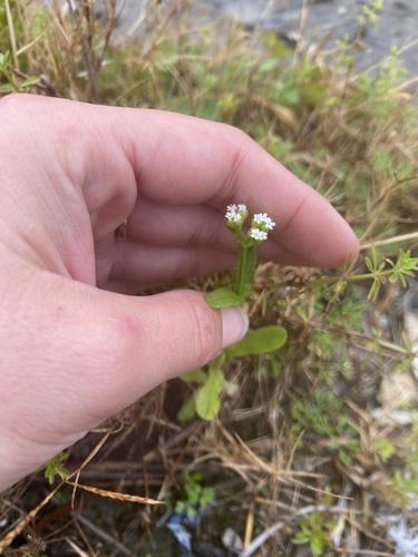 Valerianella radiata (beaked cornsalad) (alternate view 5)