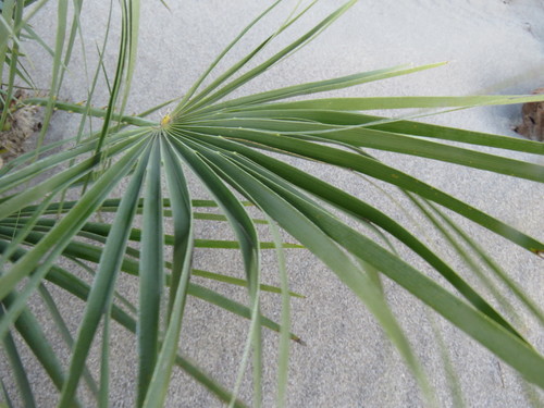 Chamaerops humilis (European Fan Palm)