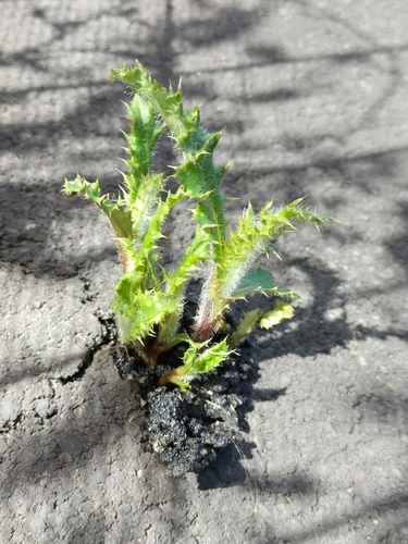 Cirsium arvense (Canada thistle)
