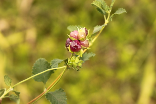 Lantana montevidensis (creeping lantana) (alternate view 6)