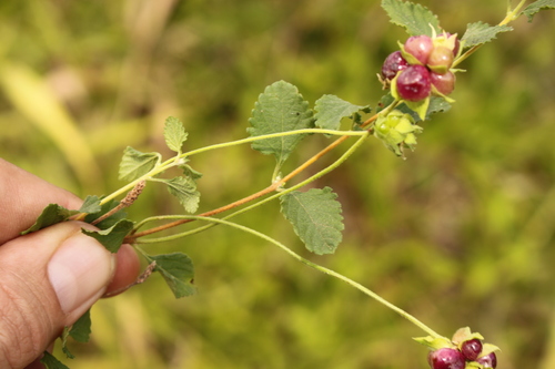 Lantana montevidensis (creeping lantana) (alternate view 7)