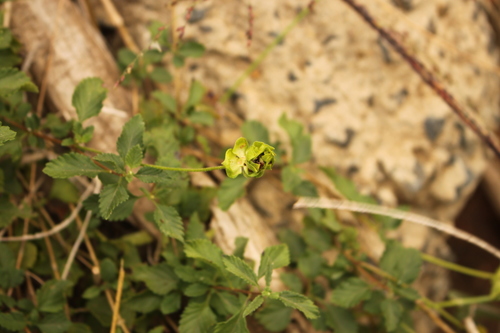Lantana montevidensis (creeping lantana) (alternate view 8)
