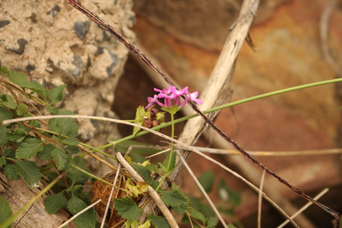 Lantana montevidensis (creeping lantana) (alternate view 9)