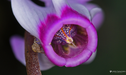 Cyclamen persicum (Florist's Cyclamen)