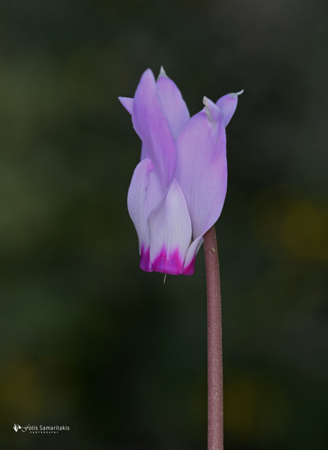 Cyclamen persicum (Florist's Cyclamen)