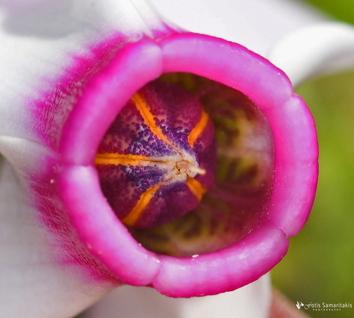 Cyclamen persicum (Florist's Cyclamen)