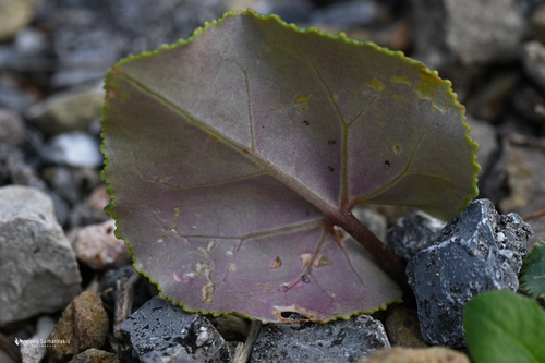 Cyclamen persicum (Florist's Cyclamen)