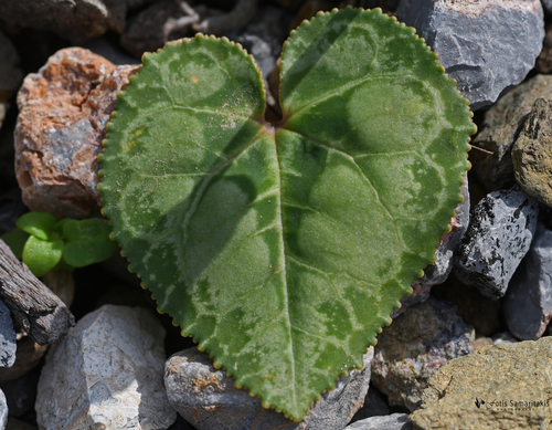 Cyclamen persicum (Florist's Cyclamen)