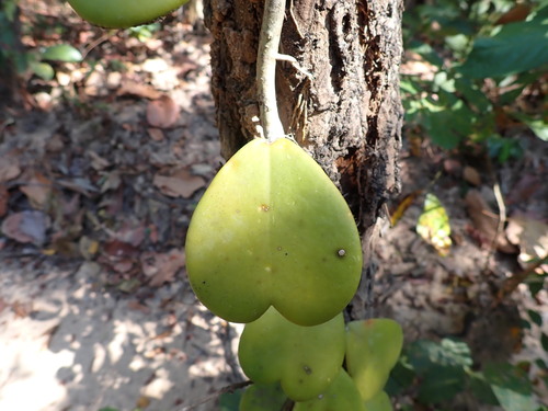 Hoya kerrii (Sweetheart Hoya)
