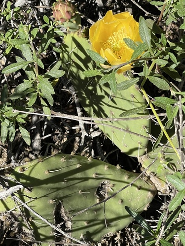 Opuntia × demissa