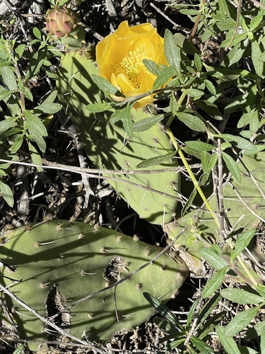 Opuntia × demissa (alternate view 2)